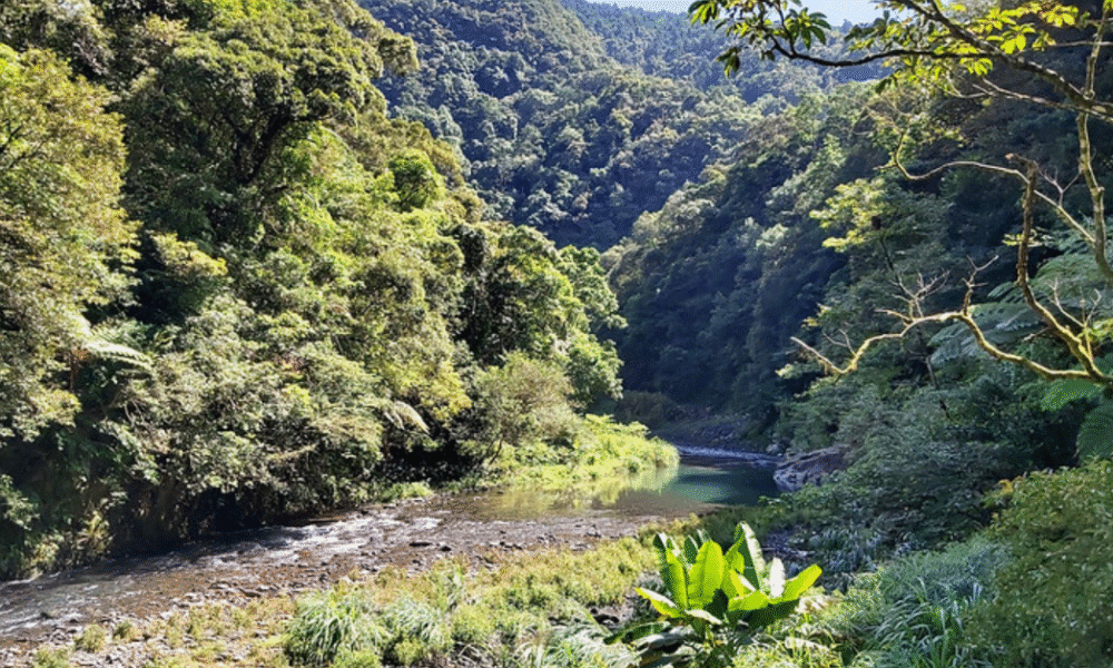 tonghou
